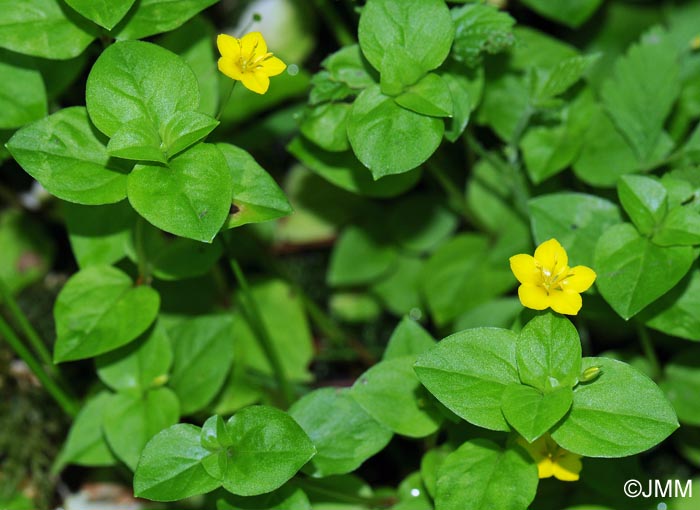 Lysimachia nemorum