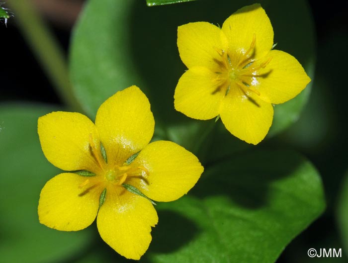 Lysimachia nemorum