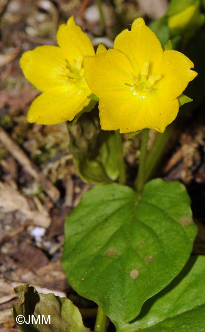 Lysimachia nummularia