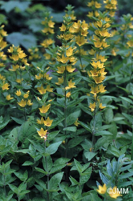 Lysimachia punctata