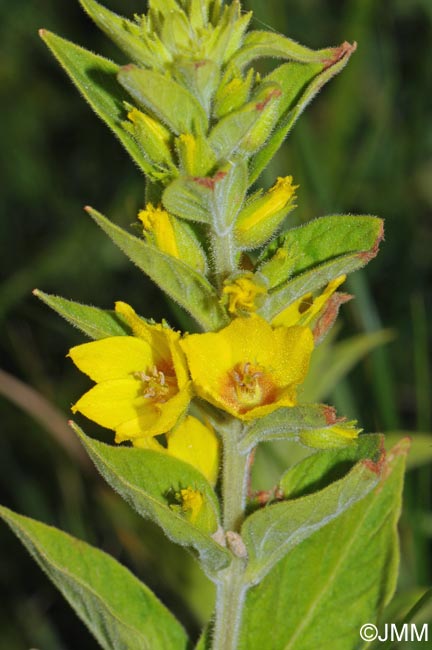 Lysimachia punctata