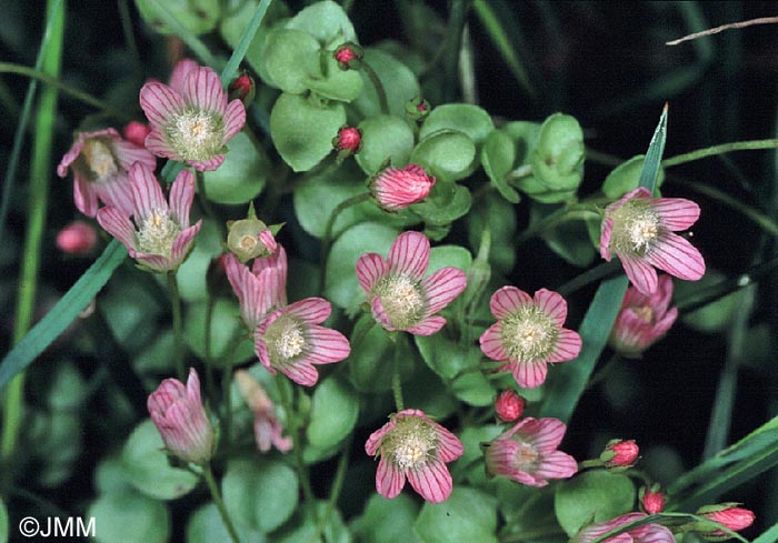 Lysimachia tenella = Anagallis tenella