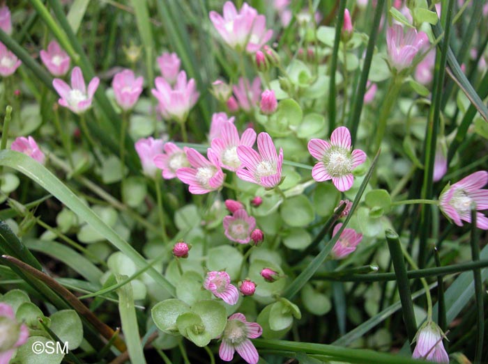 Lysimachia tenella = Anagallis tenella