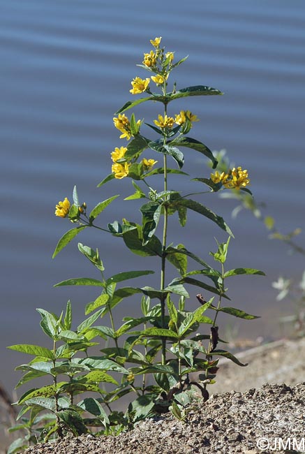 Lysimachia vulgaris