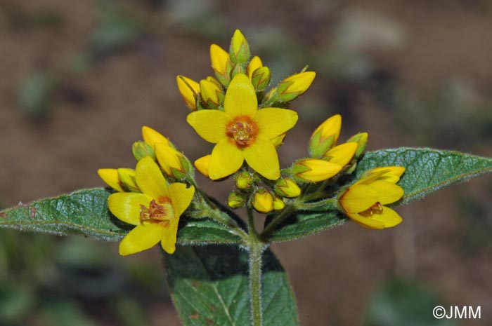 Lysimachia vulgaris