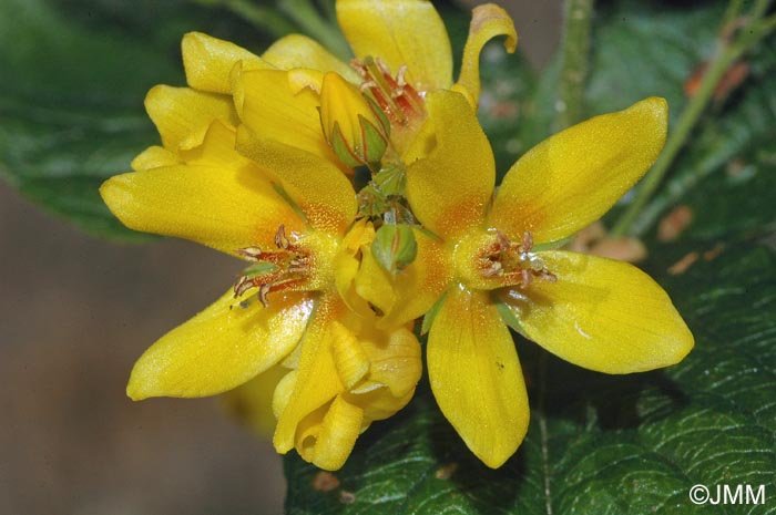 Lysimachia vulgaris