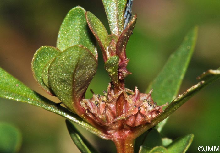 Lythrum portula