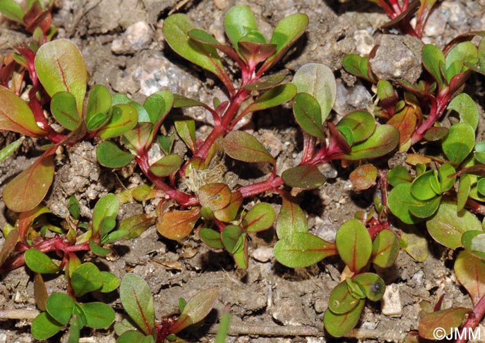 Lythrum portula