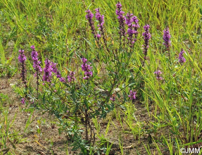 Lythrum salicaria