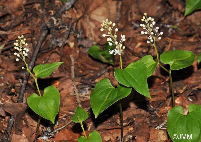 Maianthemum bifolium