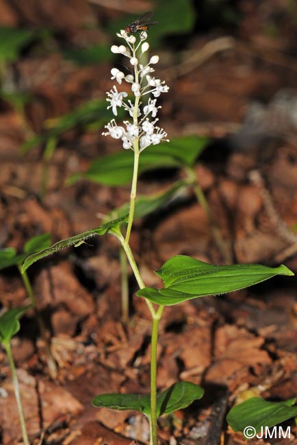 Maianthemum bifolium