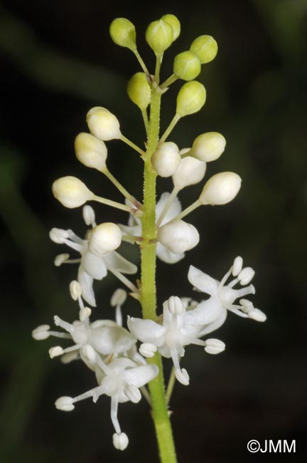 Maianthemum bifolium