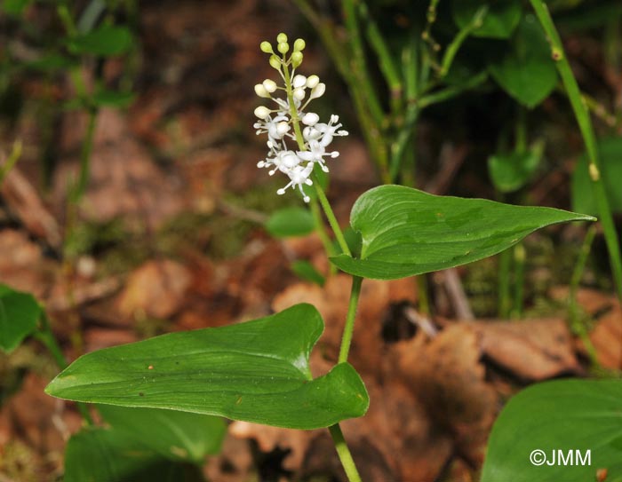 Maianthemum bifolium