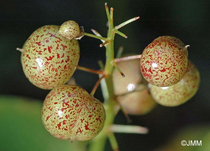 Maianthemum bifolium