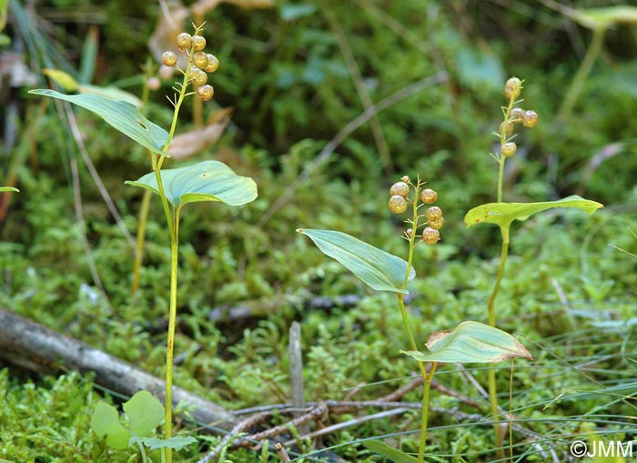 Maianthemum bifolium