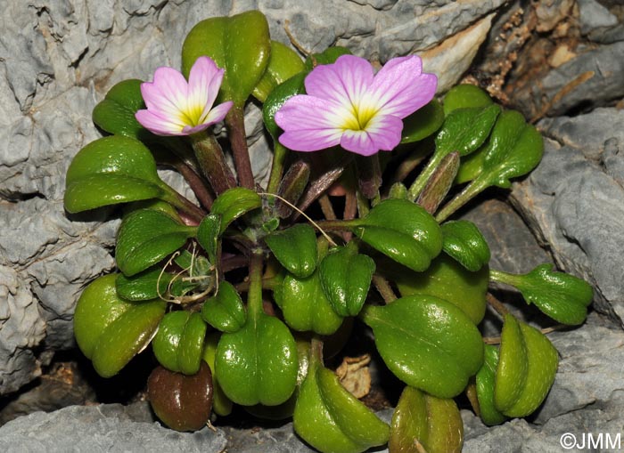 Malcolmia flexuosa subsp. naxensis