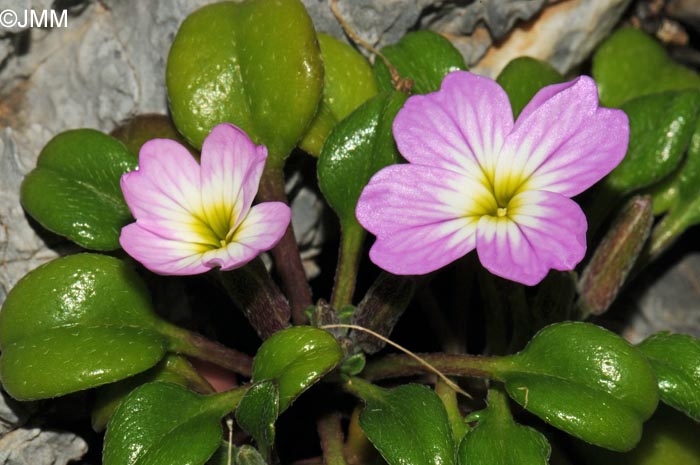 Malcolmia flexuosa subsp. naxensis