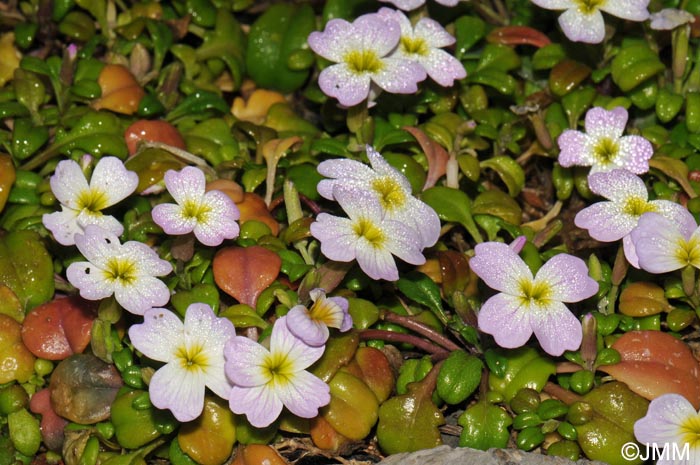 Malcolmia flexuosa subsp. naxensis