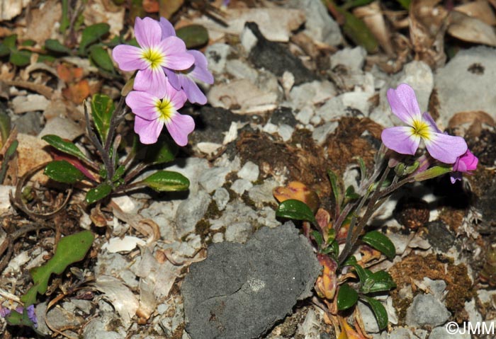 Malcolmia flexuosa subsp. naxensis