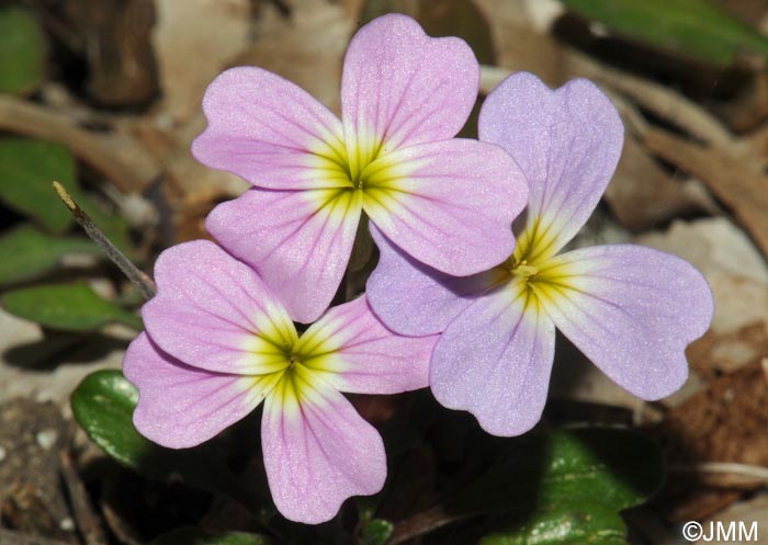 Malcolmia flexuosa subsp. naxensis