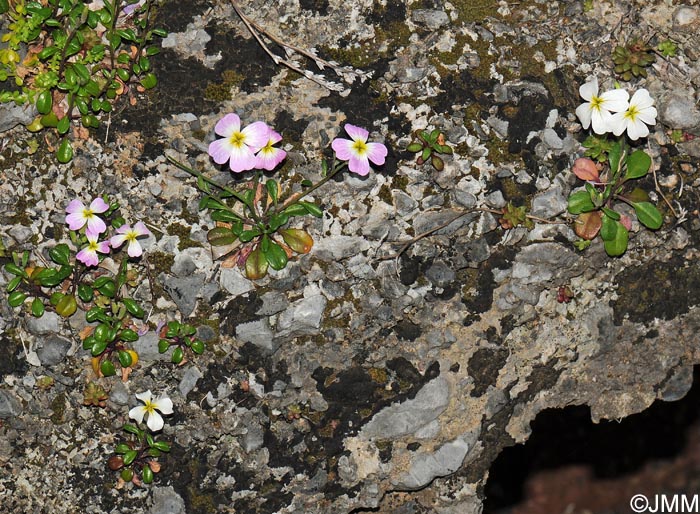 Malcolmia flexuosa subsp. naxensis