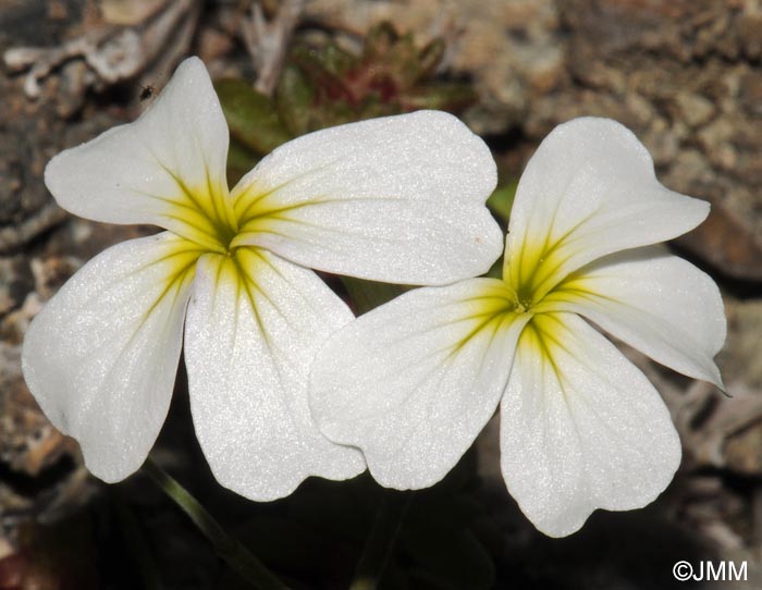 Malcolmia flexuosa subsp. naxensis