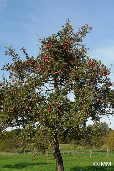 Malus domestica : pommier cultiv