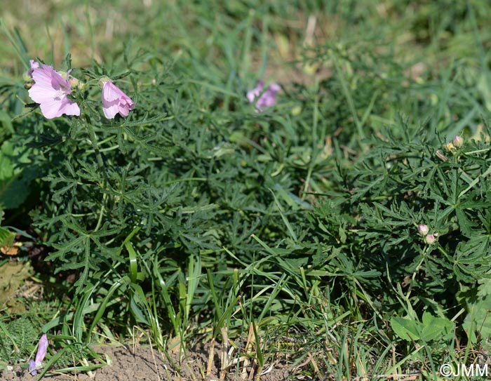 Malva alcea