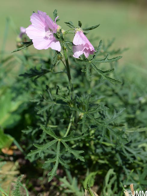 Malva alcea