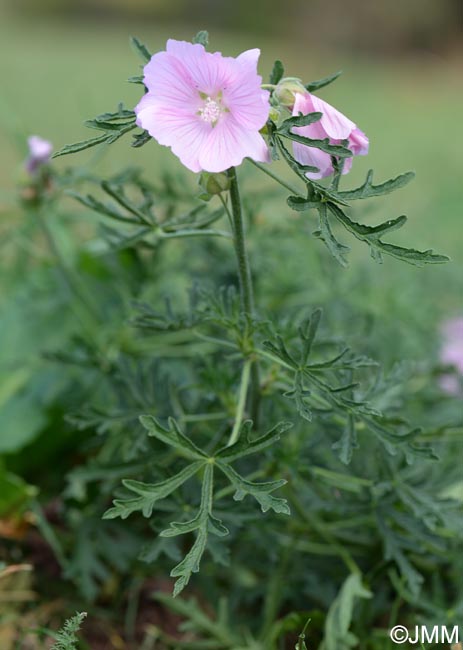 Malva alcea