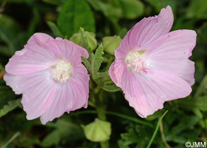 Malva alcea