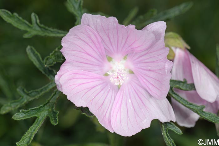 Malva alcea