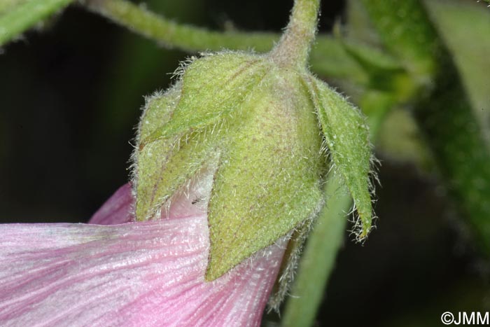 Malva alcea