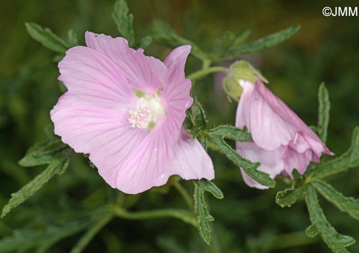 Malva alcea