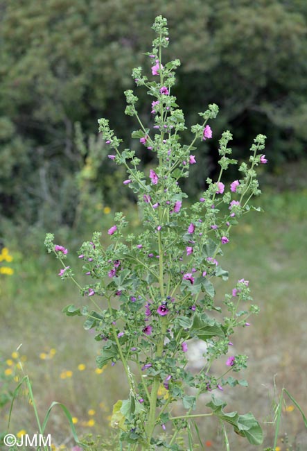 Malva arborea = Lavatera arborea