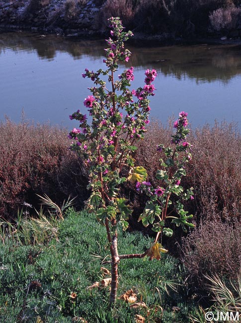 Malva arborea = Lavatera arborea