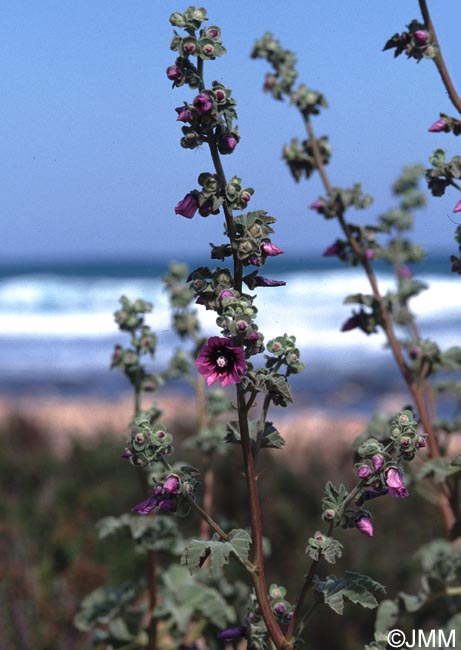 Malva arborea = Lavatera arborea