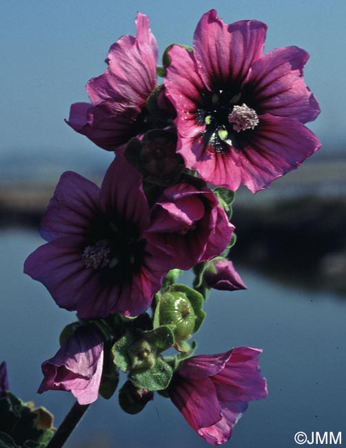 Malva arborea = Lavatera arborea