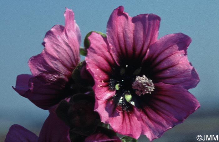 Malva arborea = Lavatera arborea