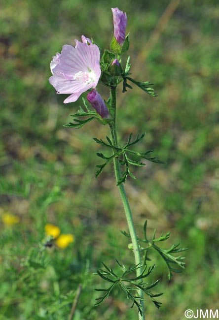 Malva moschata