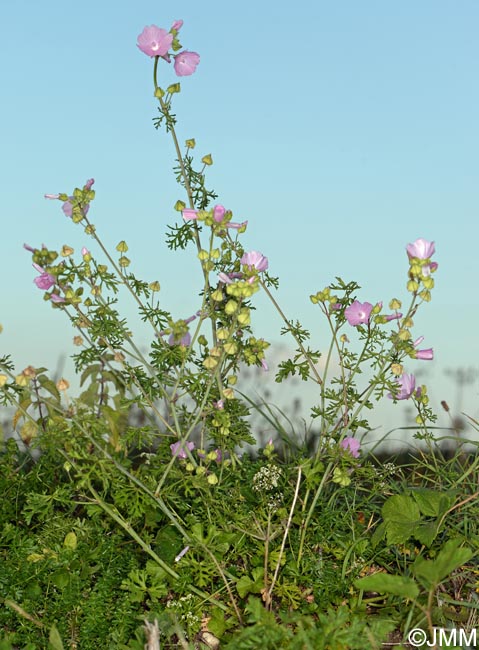 Malva moschata