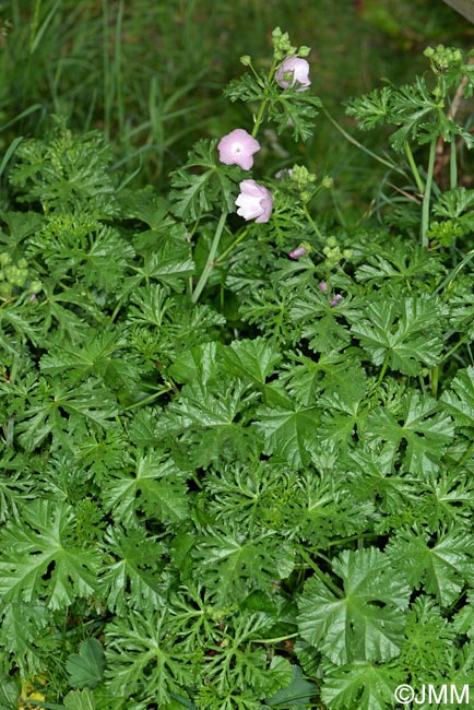 Malva moschata