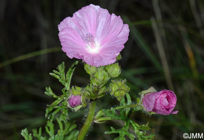 Malva moschata