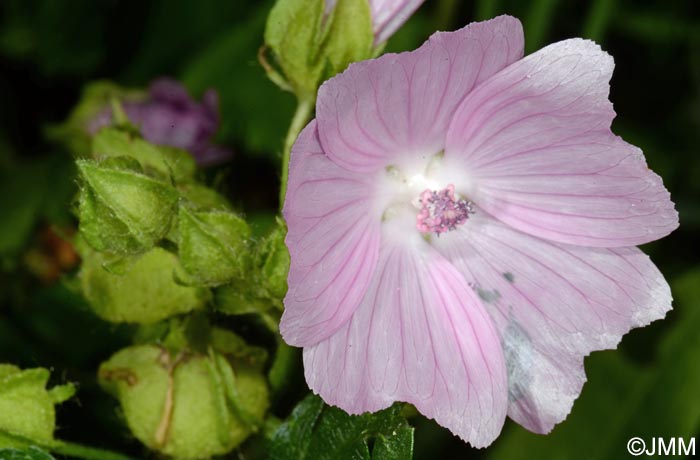 Malva moschata