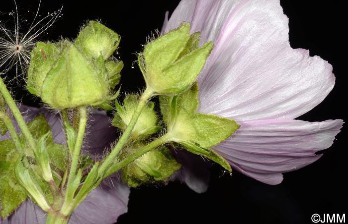 Malva moschata