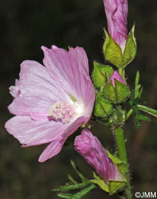 Malva moschata