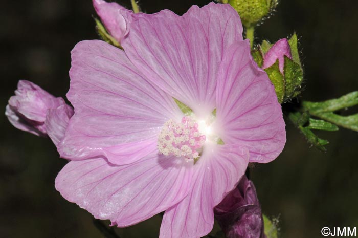 Malva moschata