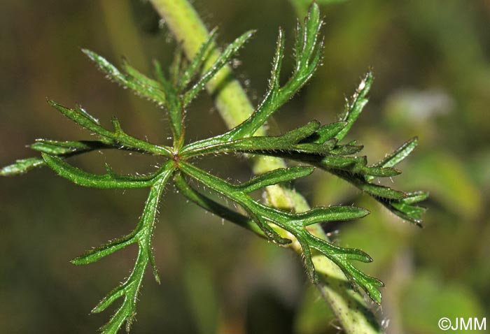 Malva moschata