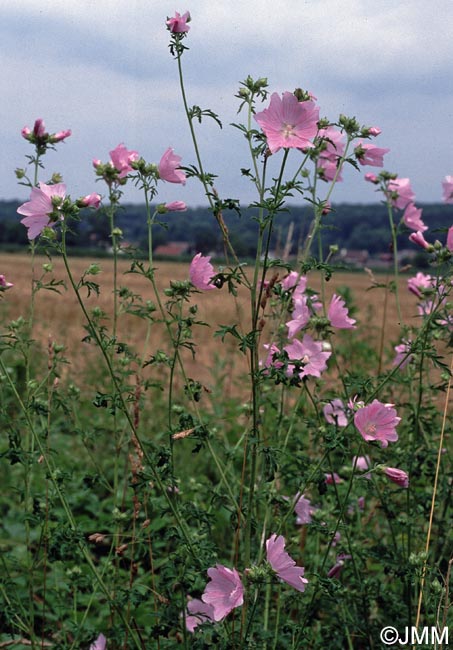 Malva moschata