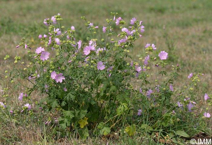 Malva moschata